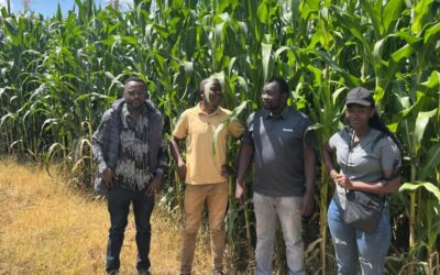 Kick-off of the maize silage season with Nundoroto